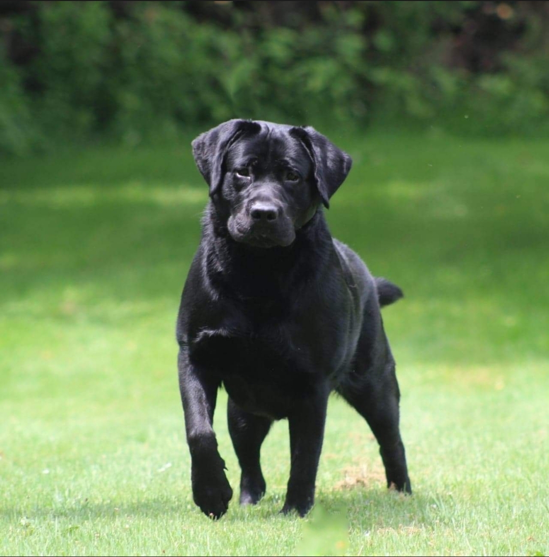 Newlander's Major Attraction | Black Labrador Retriver