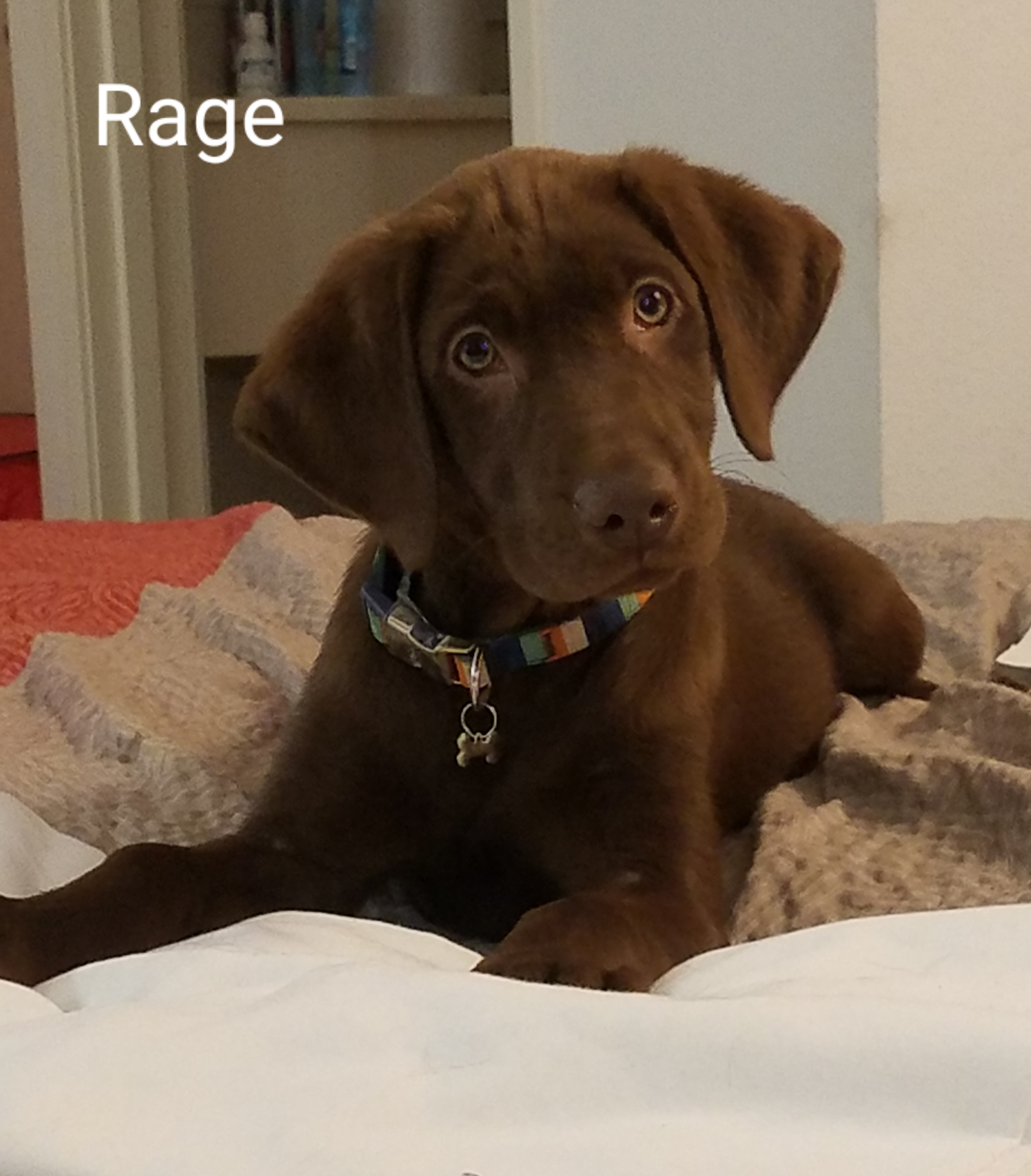 Riptide's Stuck In Beast Mode | Chocolate Labrador Retriver