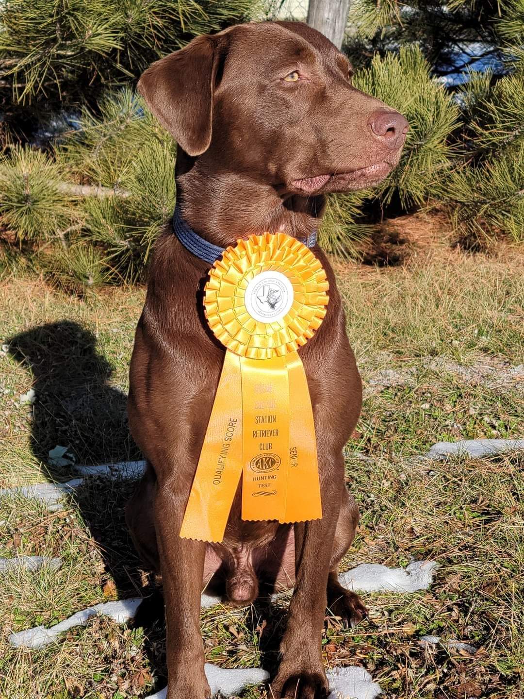 Wheatland's One Tough Al-gator | Chocolate Labrador Retriver