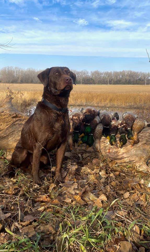 Wheatland's One Tough Al-gator | Chocolate Labrador Retriver