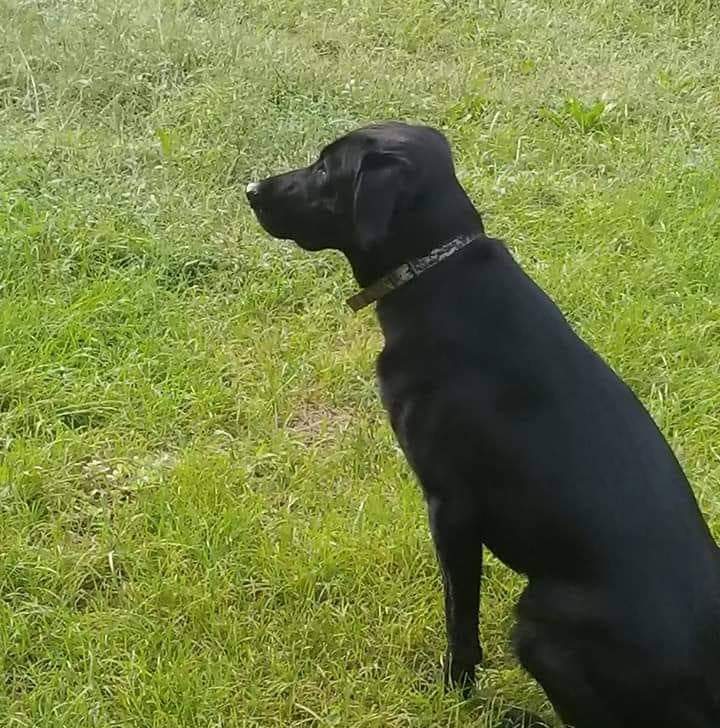 Riverview's Abby Patrol | Black Labrador Retriver