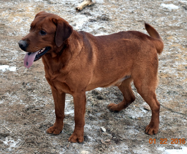 Dutch Acres Beelzebub | Yellow Labrador Retriver