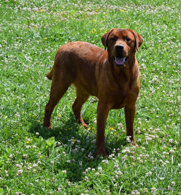 Dutch Acres Cajun Bam Bam | Yellow Labrador Retriver