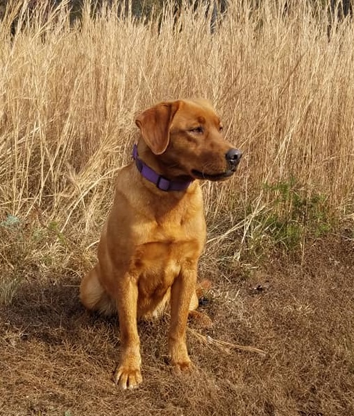 Bok Call For Help | Yellow Labrador Retriver