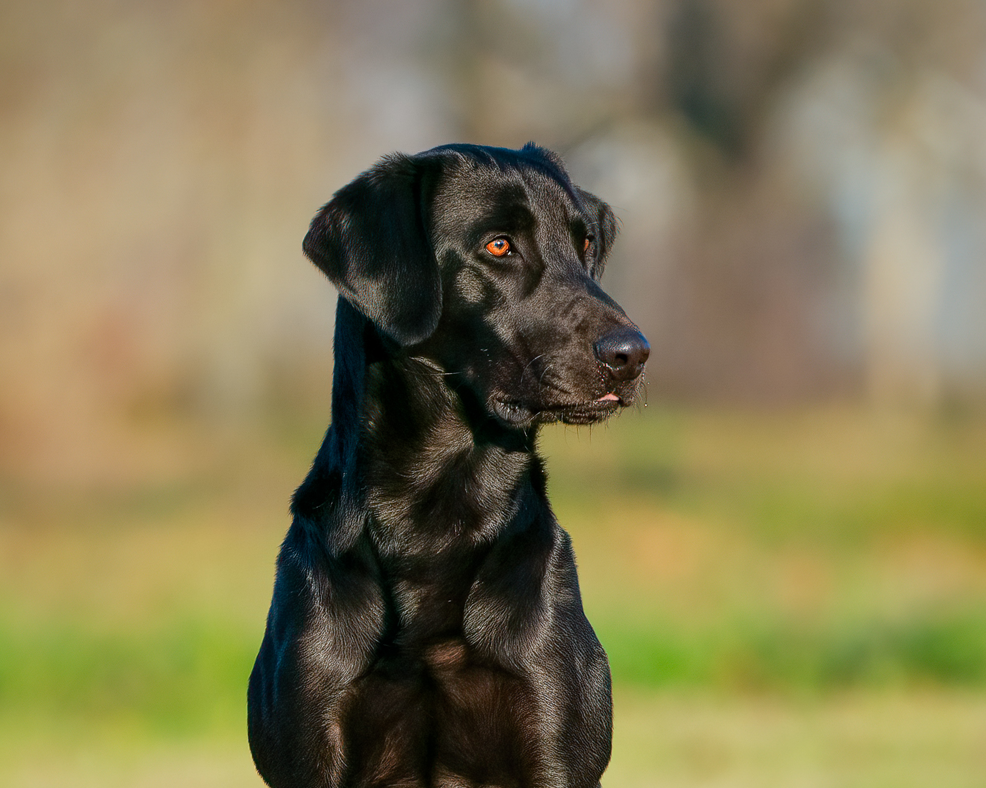 Riptide Star's Cajun Rascal SH | Black Labrador Retriver