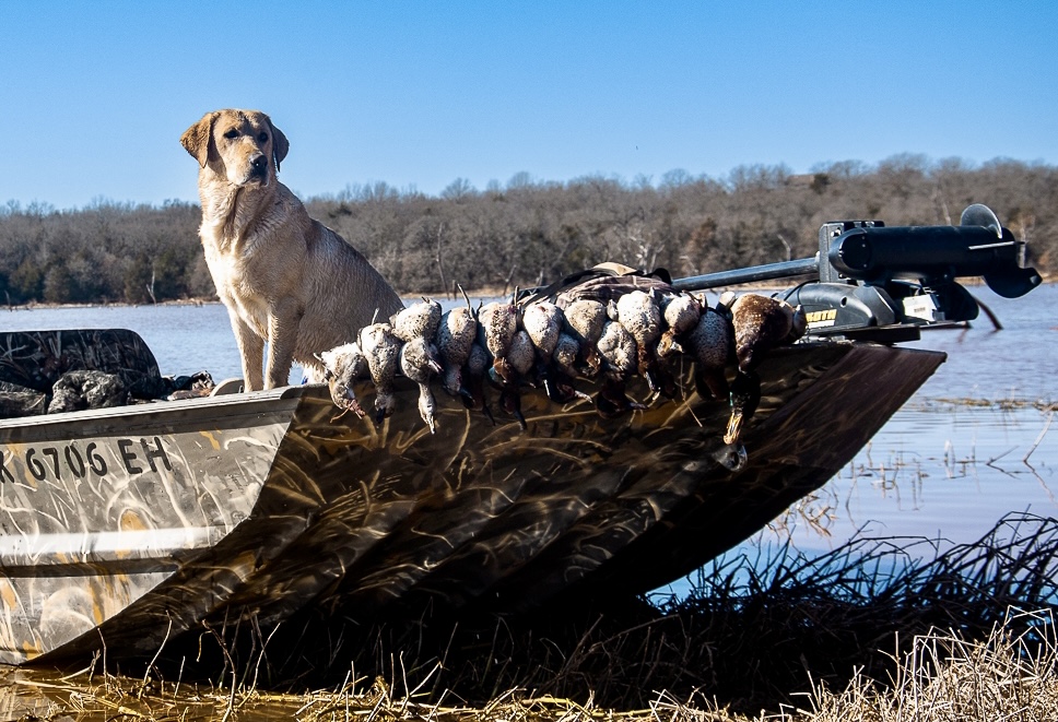 Madi’s Crispin Creamy Buns MH | Yellow Labrador Retriver