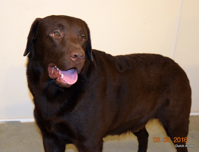 Dutch Acres Decoy | Chocolate Labrador Retriver