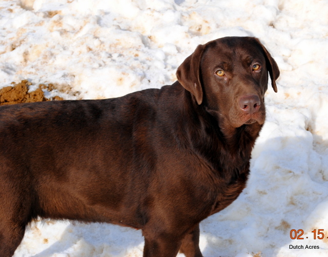 Dutchacres Peanut Butter | Chocolate Labrador Retriver