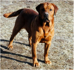 Dutch Acres Beastie Boy | Yellow Labrador Retriver