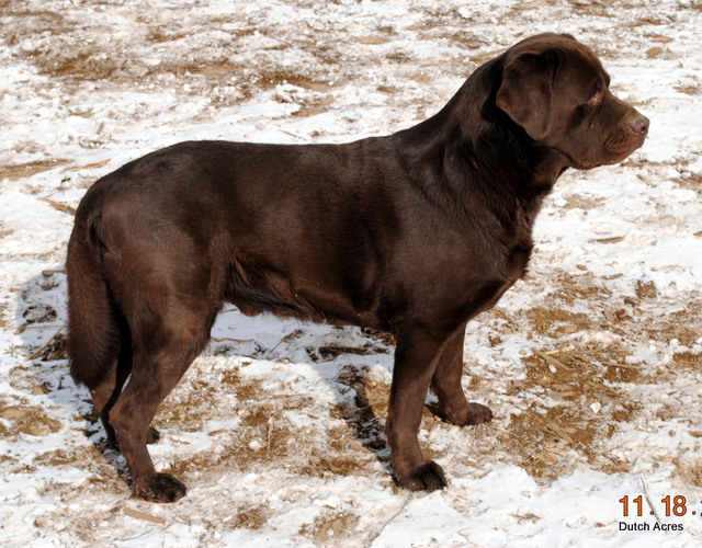 Dutch Acres Dp's Cruiser | Chocolate Labrador Retriver