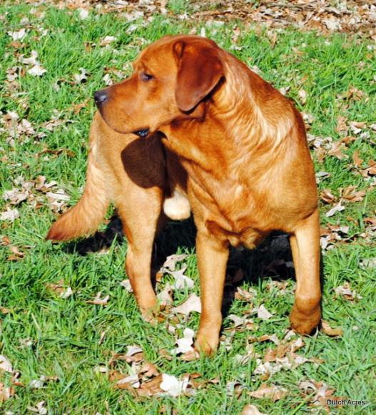 Dutch Acres Crimson Red Bull | Yellow Labrador Retriver