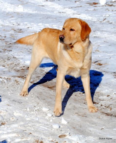 Dutchacres Big Ben | Yellow Labrador Retriver