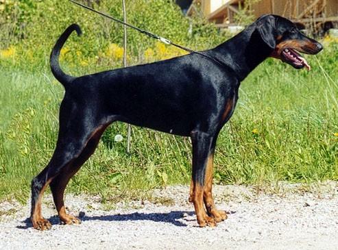 Toscanina's Enecta-Escada | Black Doberman Pinscher