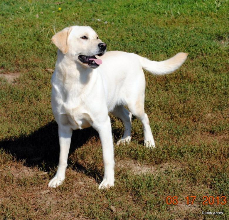 Dutch Acres White Hattie | Yellow Labrador Retriver