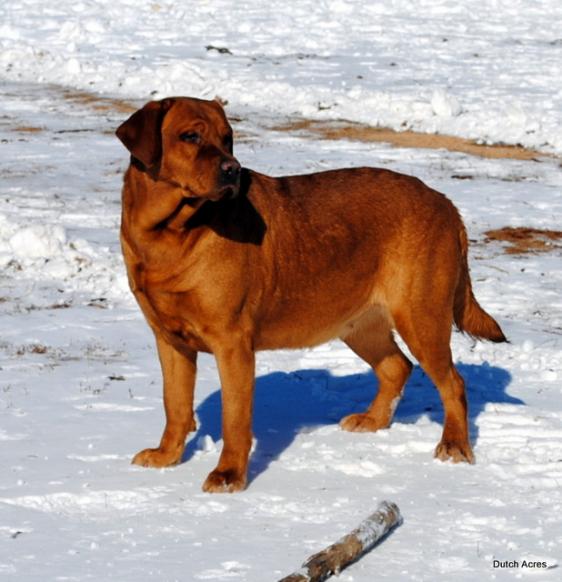 Dutch Acres Crimson Sky | Yellow Labrador Retriver