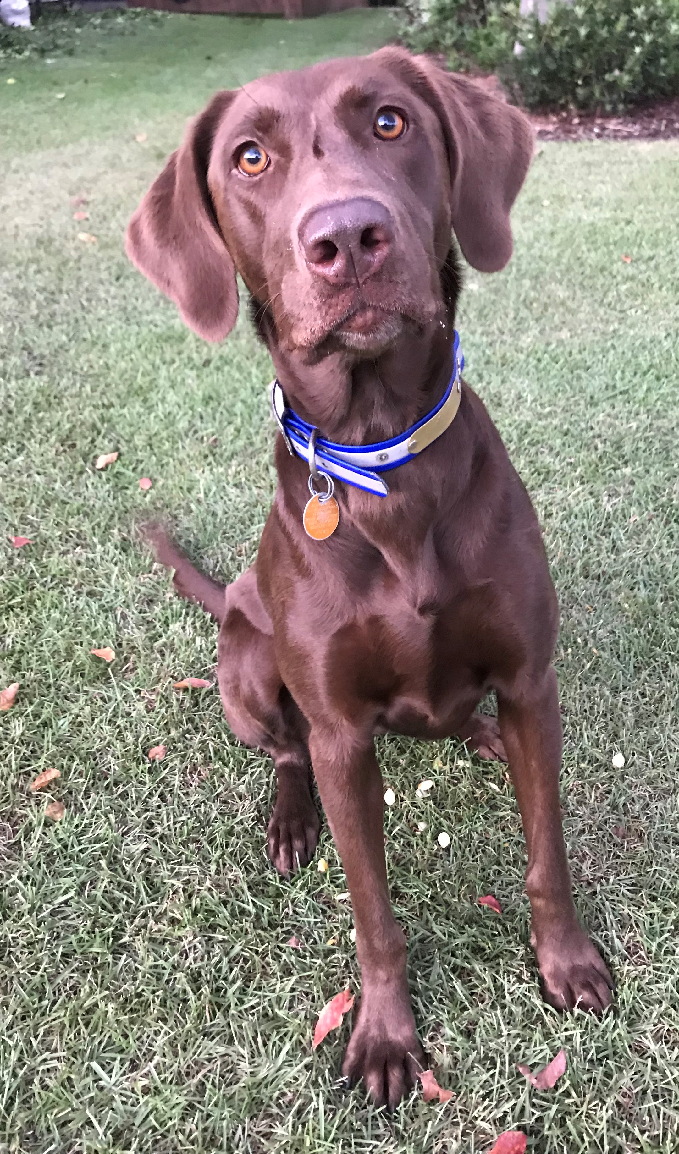 SHR Coolwater’s Sunset Ruby | Chocolate Labrador Retriver