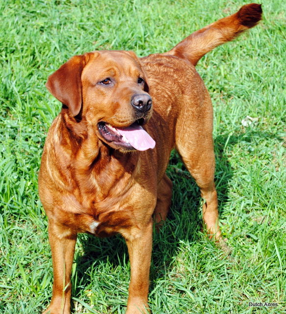 Dutchacres Crimson Jojo | Yellow Labrador Retriver