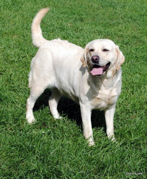 Dutch Acres Pearl White | Yellow Labrador Retriver