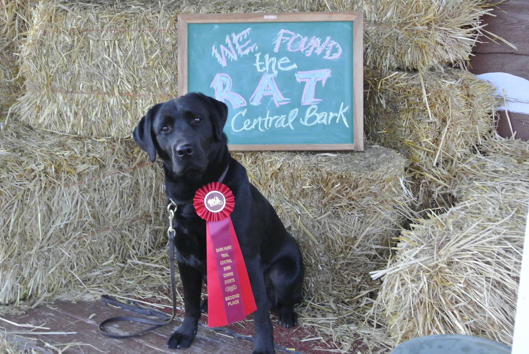 Grace Farms Lightning Bolt Right Here CGC, TKN,TKI, TKA, RN,RA,RE, JH, SH, MH, RATM, RatCH, CRZ8CH | Black Labrador Retriver