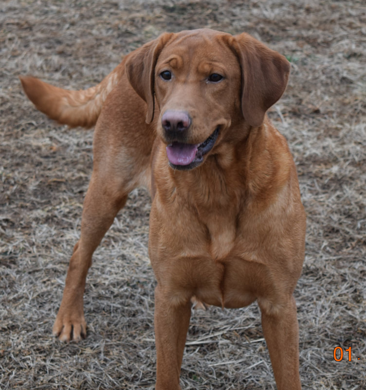 Dutch Acres Sassy Pants | Yellow Labrador Retriver