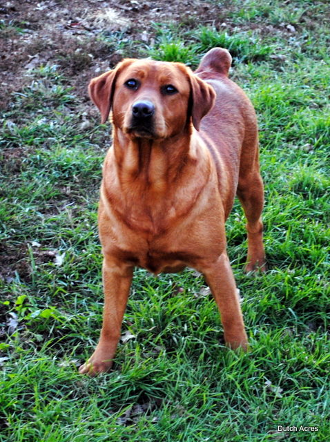 Dutchacres Cajun Shorty | Yellow Labrador Retriver