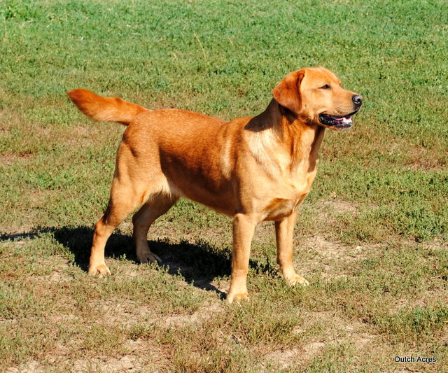 Dutch Acres Lil Red Abby | Yellow Labrador Retriver