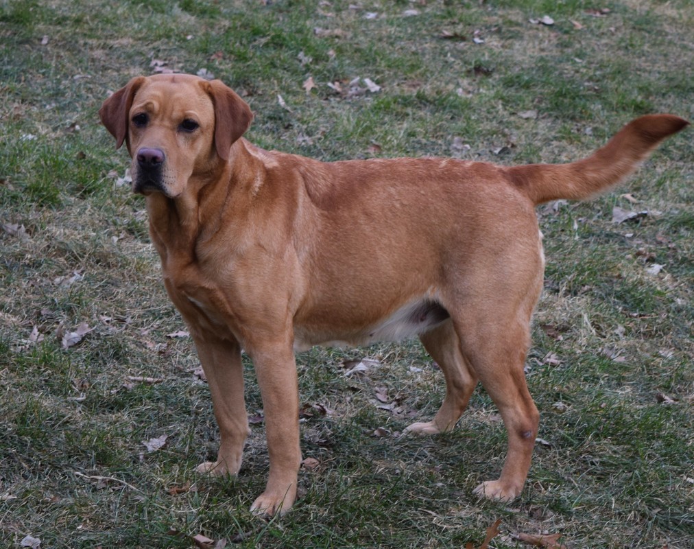 Dutch Acres Honey Bear | Yellow Labrador Retriver