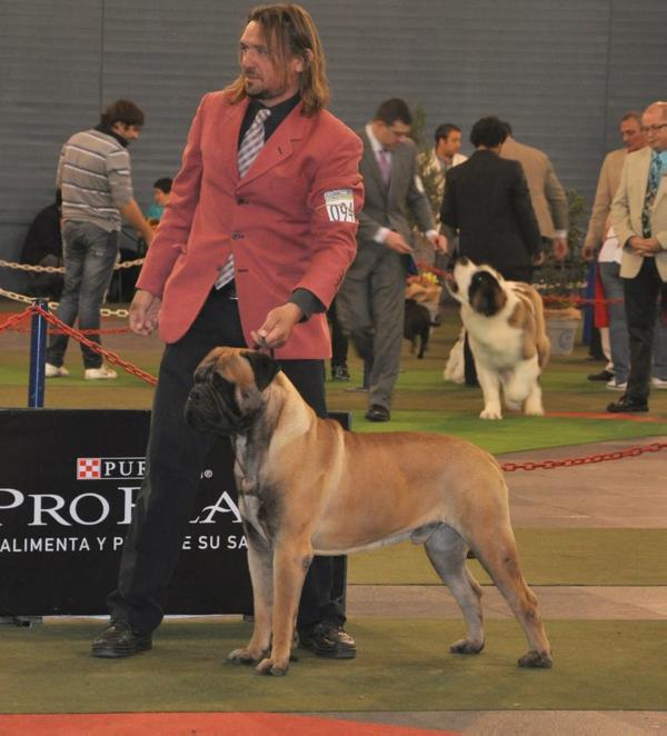 ARGENTANGO DACKARD | Bullmastiff 