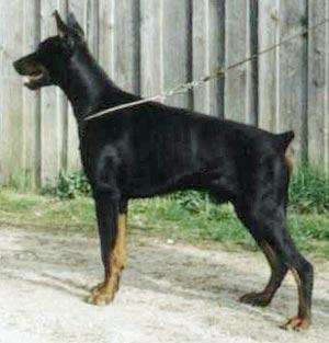 Yago v. Bayern | Black Doberman Pinscher