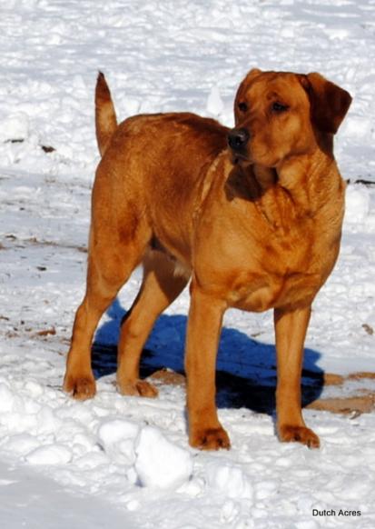 Dutch Acres Scarlett Red | Yellow Labrador Retriver