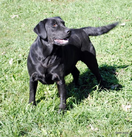 Dutch Acres Blackberry | Black Labrador Retriver