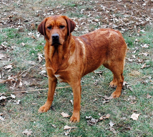 Dutch Acres Crimson Autum | Yellow Labrador Retriver