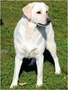 Dutch Acres Snowflake | Yellow Labrador Retriver