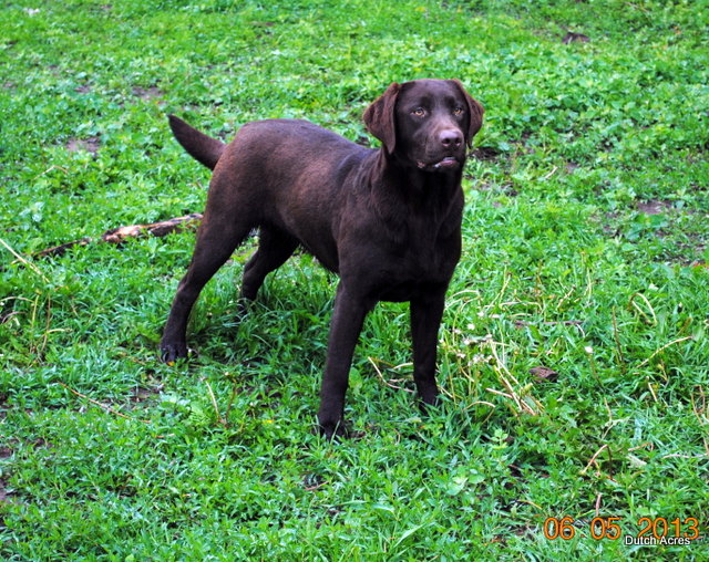 Dutch Acres Mystery Girl | Chocolate Labrador Retriver