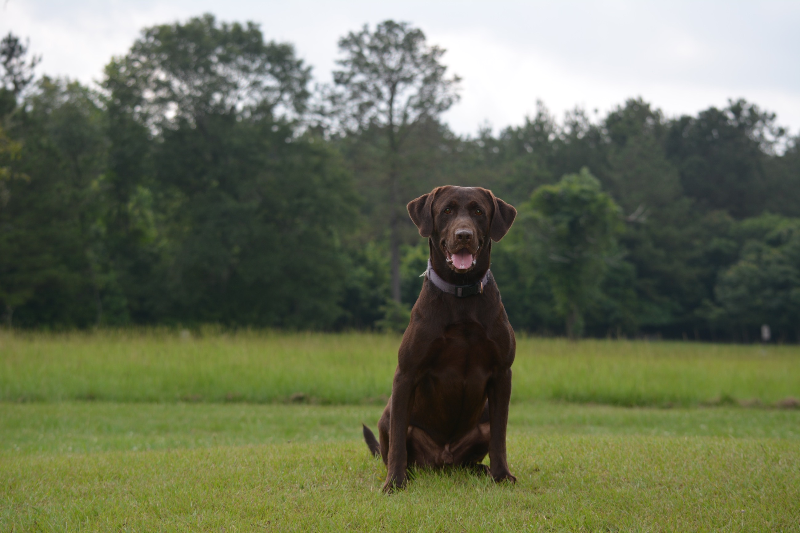 HRCH Big Mamou’s Feet Don’t Fail Me Now MH | Chocolate Labrador Retriver