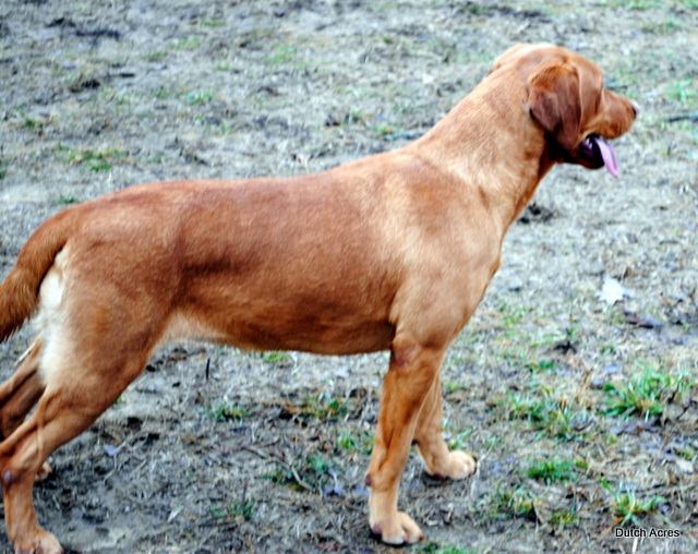 Dutch Acres Radar Run | Yellow Labrador Retriver