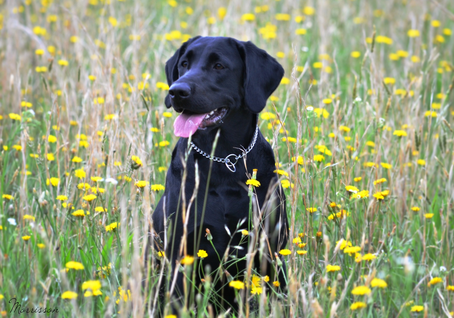 UKC CH Deep Hollows All About Missy CGCA NTD ITD TKI NACSW ORT SCN SIN SBN SEN SWN | Black Labrador Retriver