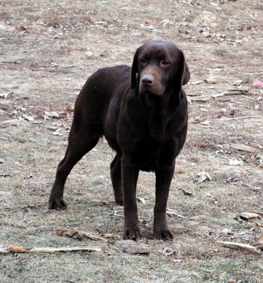 Dutch Acres Grizzly's Cappuccino | Chocolate Labrador Retriver