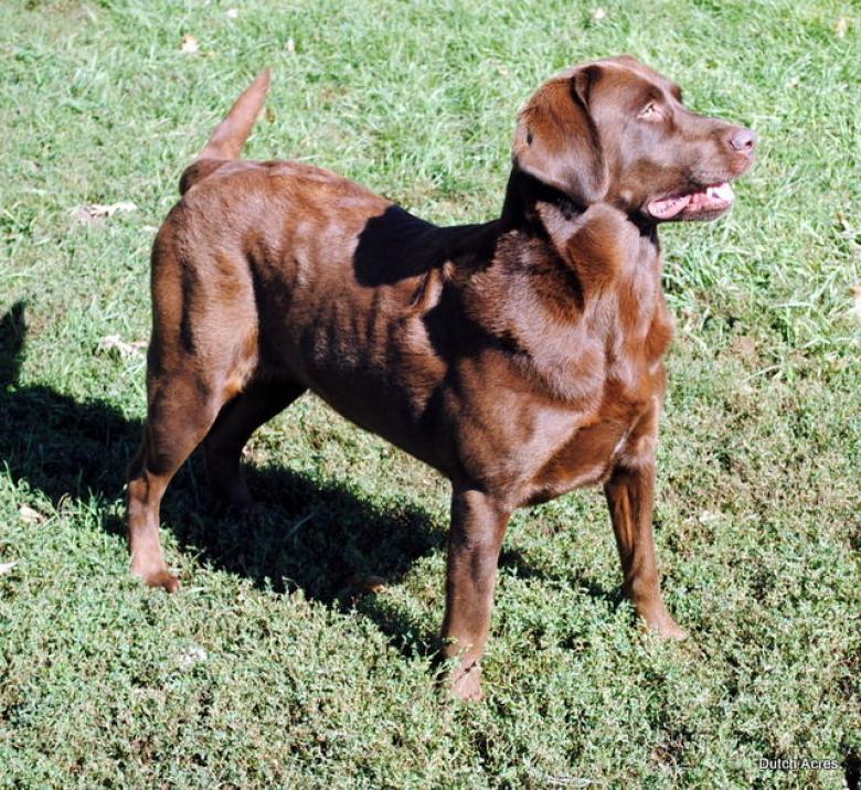 Dutch Acres Brownie Of Sunnyburke | Chocolate Labrador Retriver