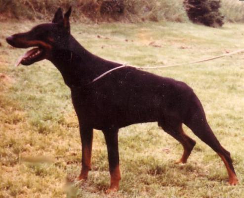 Puck v. Bayern | Black Doberman Pinscher