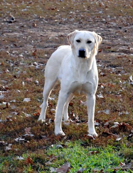 Dutchacres Tica | Yellow Labrador Retriver