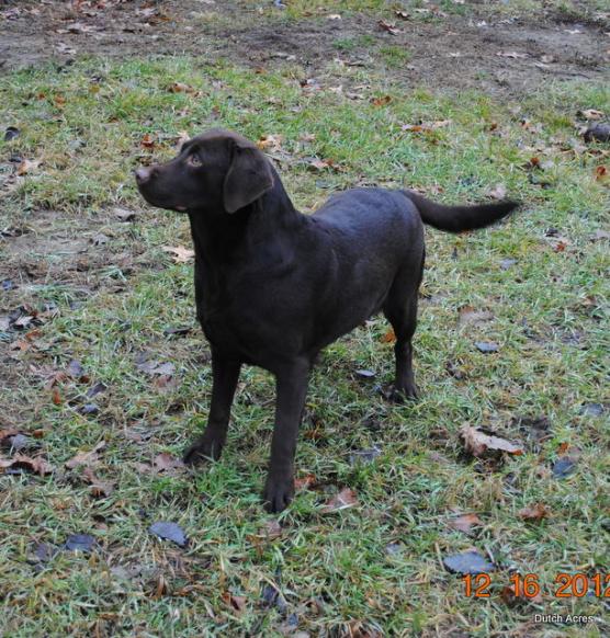 Dutch Acres Endora | Chocolate Labrador Retriver