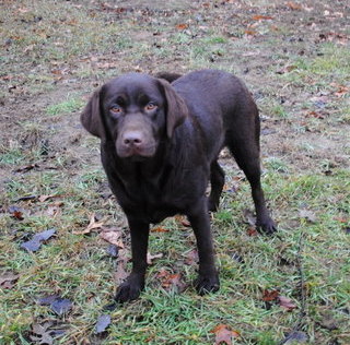 Dutch Acres Emma May | Chocolate Labrador Retriver