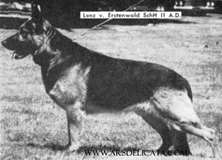 Lenz vom Erstenwald | German Shepherd Dog 