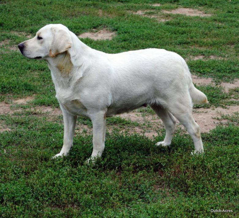 Dutch Acres Snow Angle | Yellow Labrador Retriver