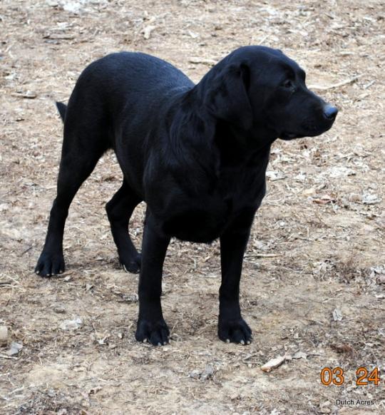 Dutch Acres Sound Of Liberty | Black Labrador Retriver