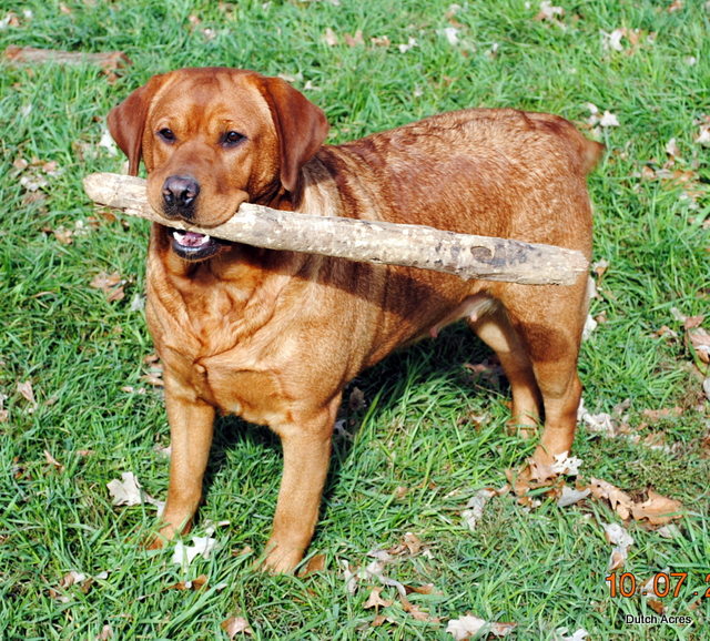 Dutch Acres Evil Knevil | Yellow Labrador Retriver