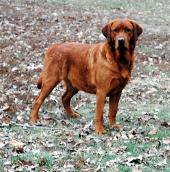 Dutch Acres Cajun Cherri | Yellow Labrador Retriver