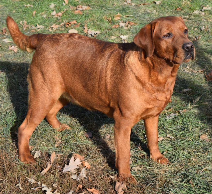 Dutch Acres Daisy Duke | Yellow Labrador Retriver