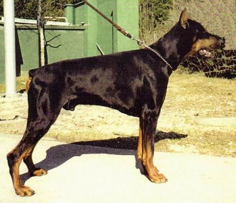 Uran v. Bayern | Black Doberman Pinscher